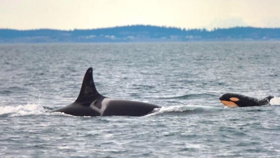 New southern resident orca born, giving hope to critically endangered species