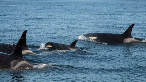 Money, time in short supply to save southern resident orcas