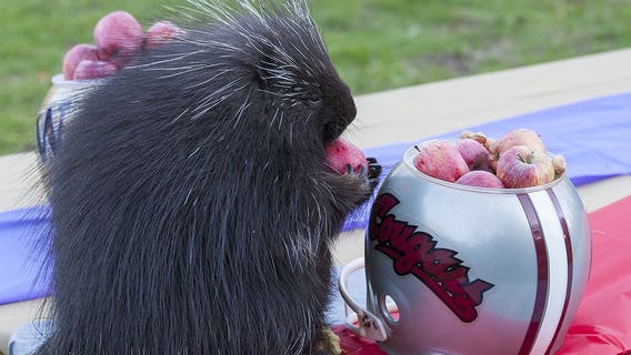 SEE IT: Woodland Park porcupine picks the Cougs to win the Apple Cup