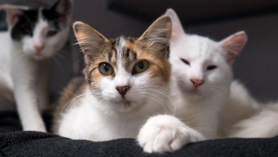 Cats from hurricane-ravaged Puerto Rico up for adoption