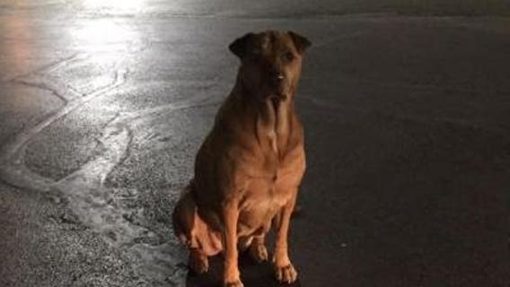 Woman says ‘gold diggin’ dog escapes to McDonald's, pretends to be a hungry stray