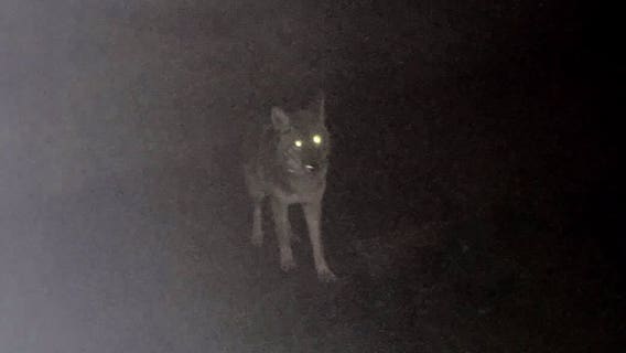 WA wildlife officials kill second coyote after Bellevue-area attacks