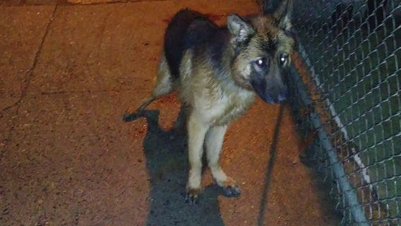 Dog attempts to bite off own foot to escape after being left tied up in front of animal shelter all night