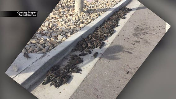 Hundreds of birds fall out of the sky in Utah