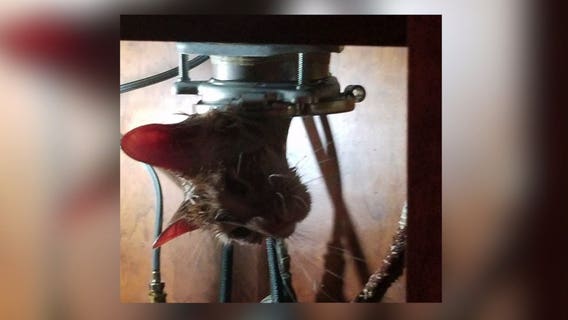 Police officer rescues cat from garbage disposal