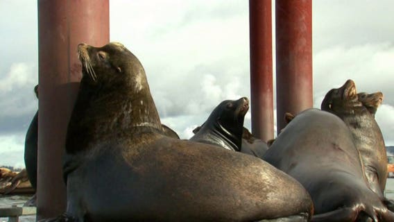 Humans aren't the only ones to blame for dwindling salmon population in Puget Sound