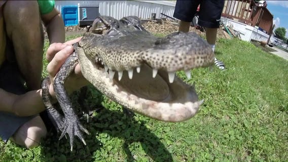 Trailer park becomes temporary home for alligator found in nearby lake