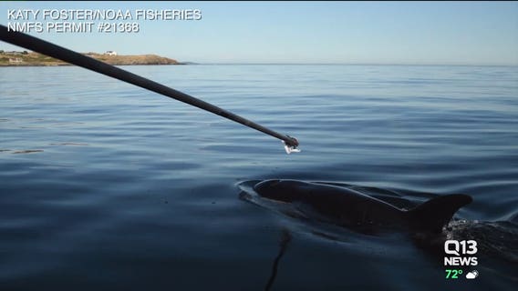 Feds granted permission to give antibiotics to sick, emaciated orca J50 at sea