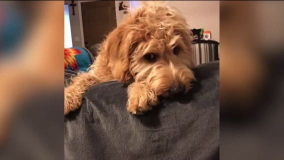 Local family who survived Vegas massacre says comfort dog was shot, killed