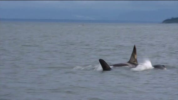 Lack of laws, enforcement leave boaters in the dark around killer whales