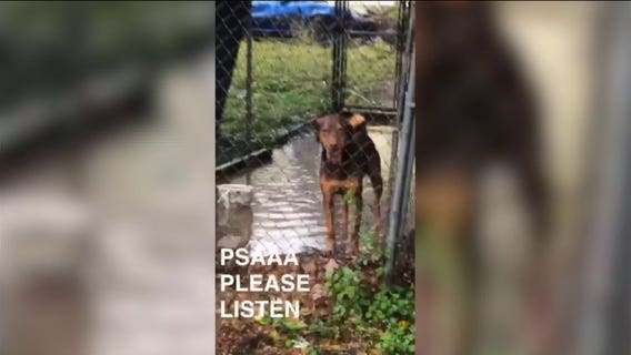 Dog left in flooded kennel sparks outrage on social media