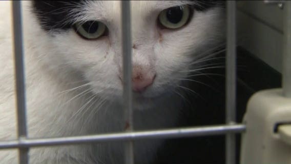 Cat minutes from being thrown into garbage truck rescued by good Samaritan