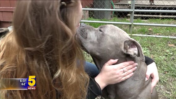 Pit bull stabbed 3 times while out on a walk