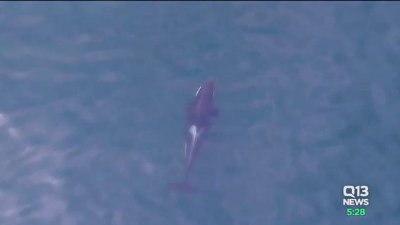 Southern resident killer whales missing from Salish Sea
