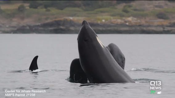 New lawsuit seeks protection zone for southern resident orcas