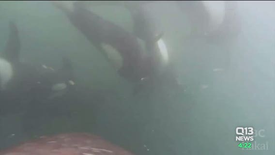 Drone footage offers scientists new perspective in understanding killer whale behavior