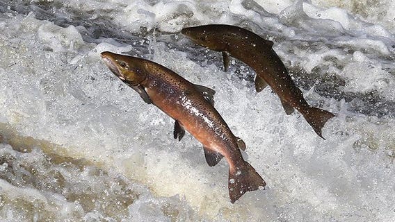 WA pink salmon populations surge in some Puget Sound areas, stagnant in others