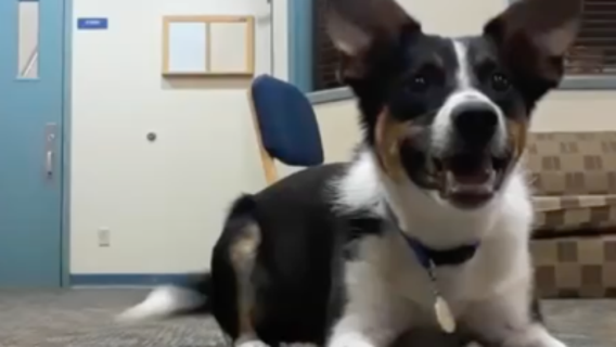 Dog learns to bark in a whisper so he can play without waking neighbors