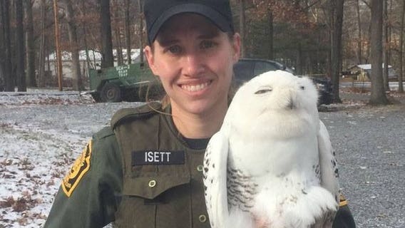 Snowy owl rescued from prison fence on Christmas Day