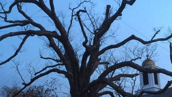 Beloved 600-year-old white oak tree takes final bow