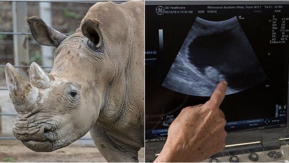 Victoria the rhino is pregnant after historic scientific breakthrough, San Diego Zoo says