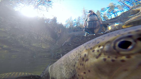 A different kind of hatchery: Nonprofit tries new technique to save wild steelhead