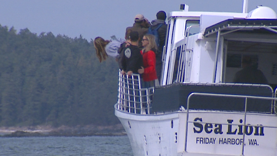 Bill would restrict whale watching on southern resident orcas