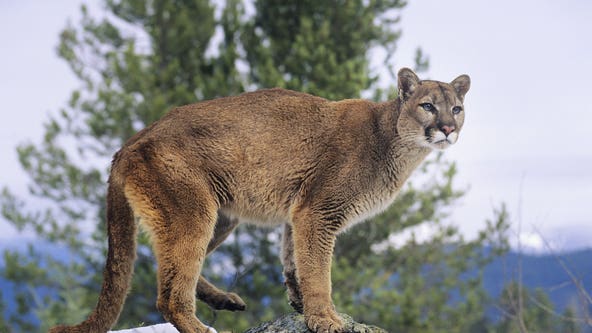 Park's Cougar Management Policies and Visitor Guidelines