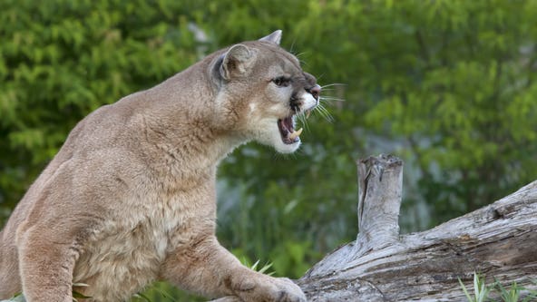 9-year-old girl attacked by a cougar while camping near Fruitland, WA