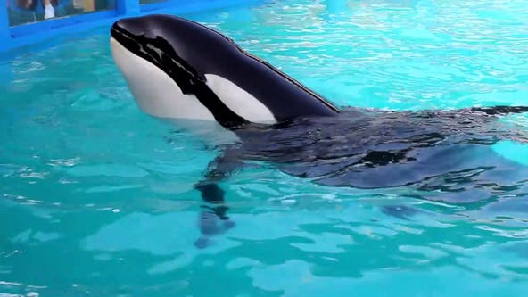 Announcement possible for orca Tokitae/Lolita's return to Puget Sound from captivity