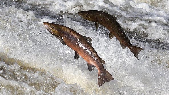 Salmon are struggling, as former foes turned allies call for action
