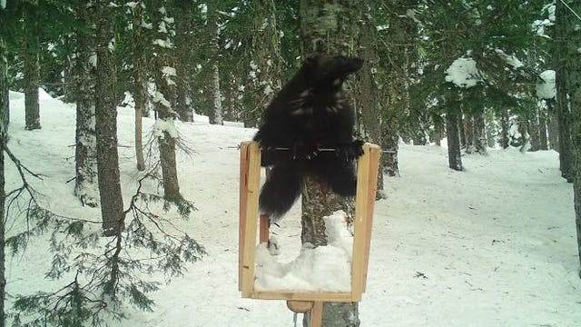 Breeding wolverine signals comeback in Washington's Cascades