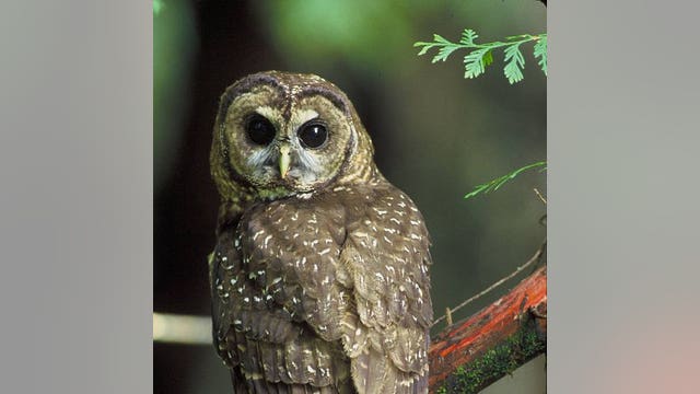 Owl habitat cuts by Trump appointees used ‘faulty’ science