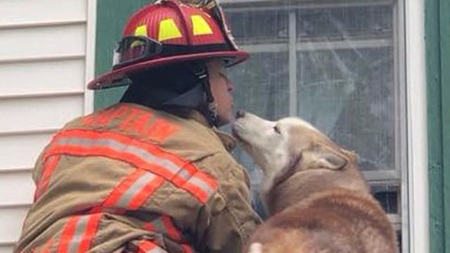 Dog kisses firefighter who rescued him from roof