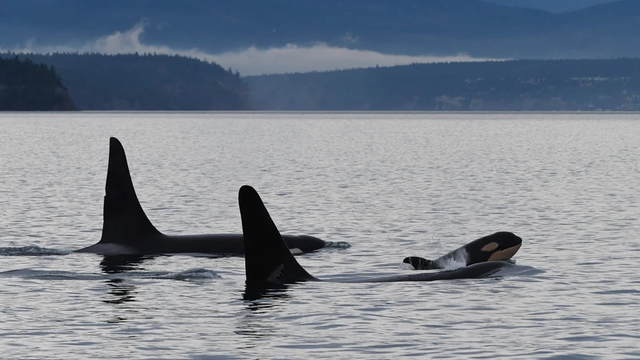 Whale watching industry defends viewing endangered southern resident orcas