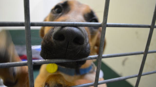 Texas stray dogs get new life in PNW for Thanksgiving