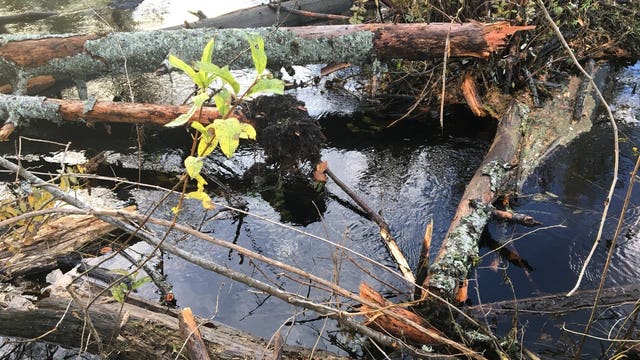 Falling trees snap beaver dam, causing 'significant flooding' in Mill Creek