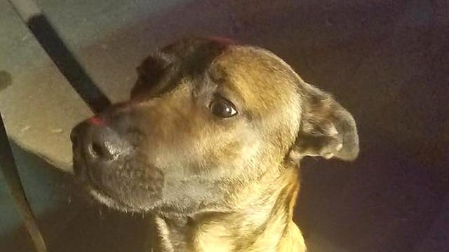 Heartbreaking photo shows fallen officer's K9 partner