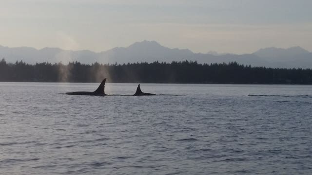 Concerns increase over crowds viewing orcas in South Sound