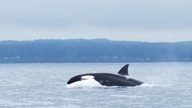 Dead endangered orca died of blunt trauma, likely struck