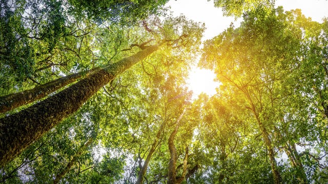 As people stay home, Earth turns wilder and cleaner