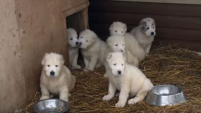 Russian army demonstrates latest weapon: Cuddly puppies