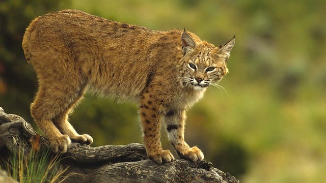Rabid bobcat attacks grandmother. She throttles it to death