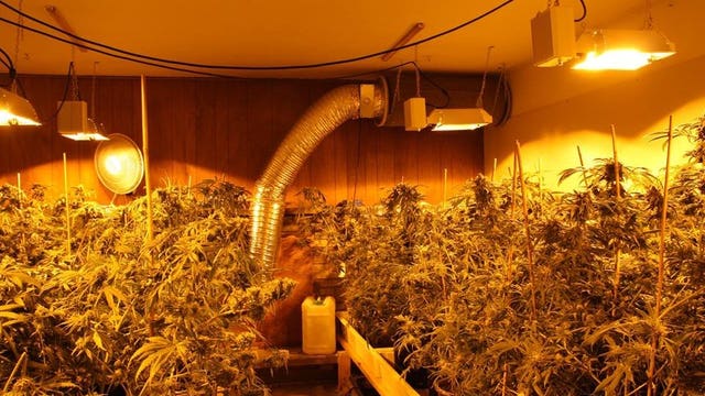 Tacoma police serve warrants at 6 houses suspected of marijuana growing