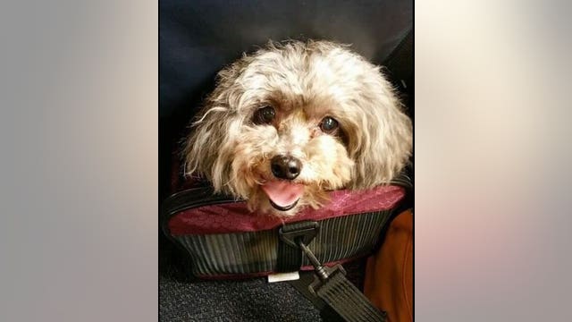 Edmonds family says their dog was mutilated, stabbed in their backyard