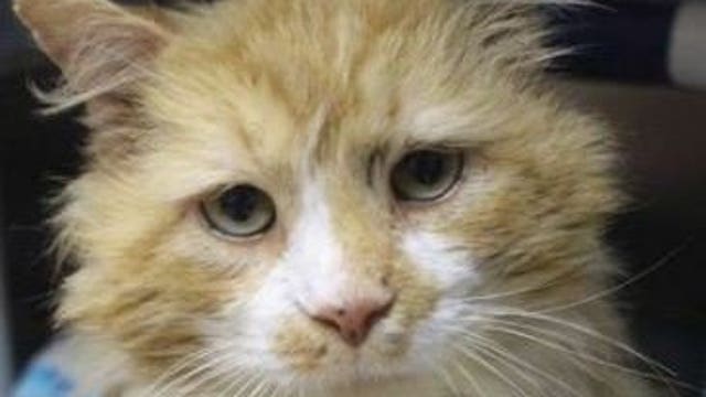 Cat walks 12 miles to get home to family – then they ask shelter to euthanize him