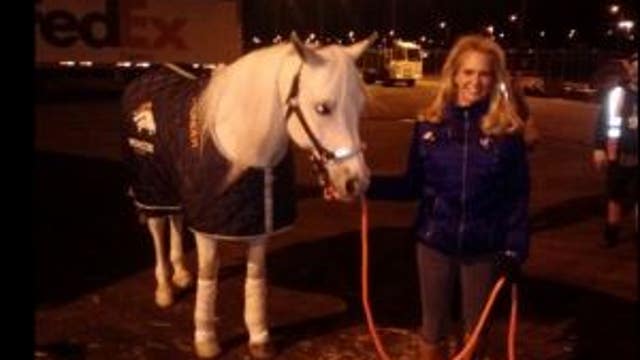 Broncos mascot shipped to New Jersey for Super Bowl