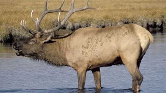 Bow hunter killed by elk that charged him