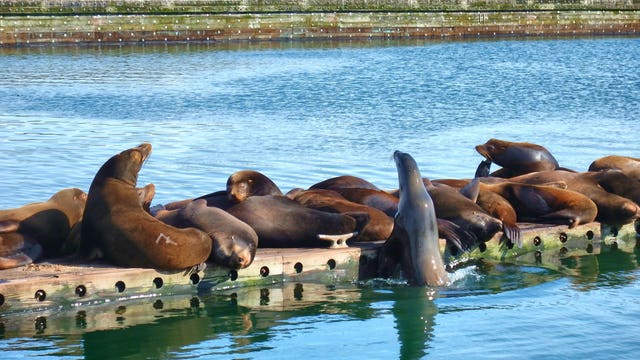 Bill seeks to allow tribes to kill salmon-eating sea lions