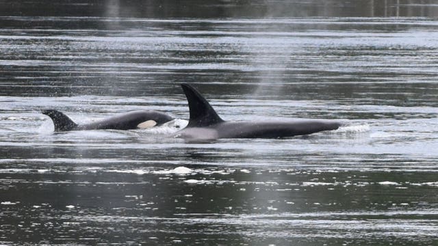 Oldest male in Southern Resident orca KPod presumed dead